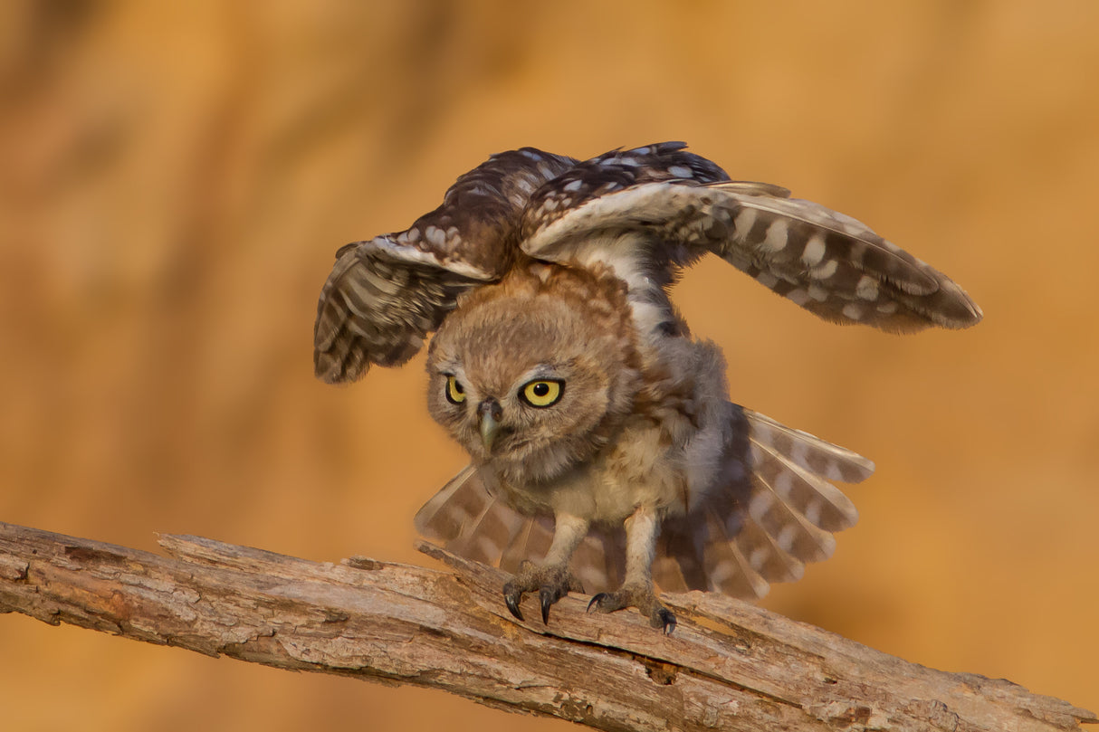Little Owl Poster och Canvastavla