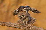 Little Owl Poster och Canvastavla