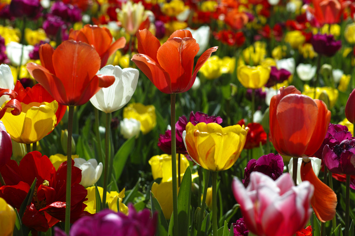 colorful tulips Poster och Canvastavla