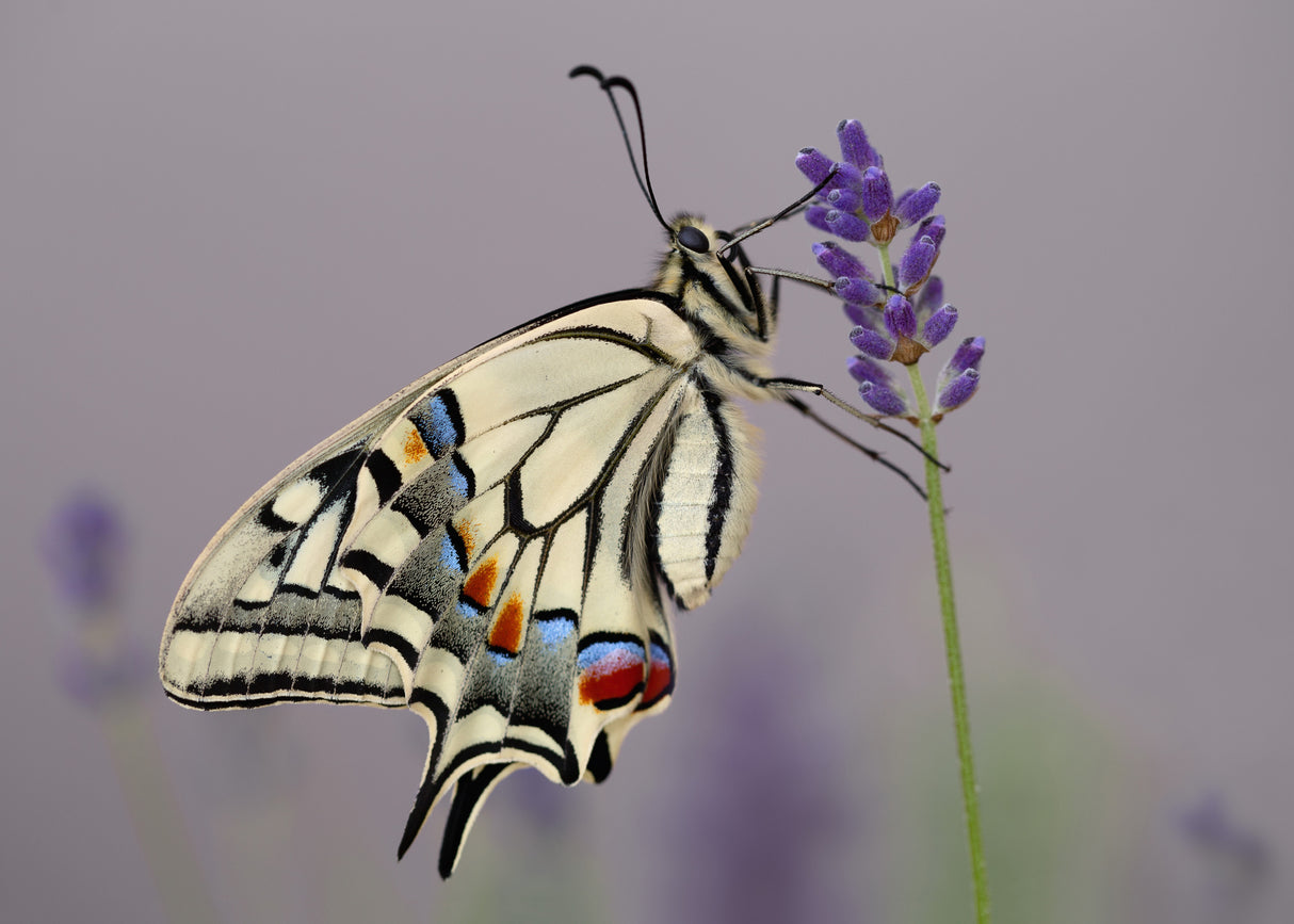 Papilio Machaon II Poster och Canvastavla