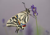 Papilio Machaon II Poster och Canvastavla