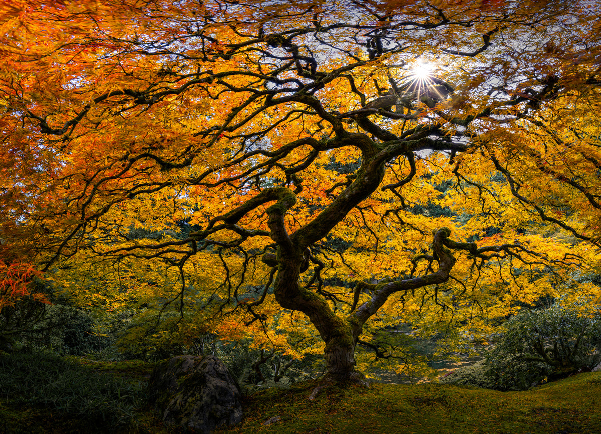 Japanese Maple Tree Poster och Canvastavla