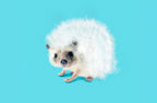 Prickly Like Dandelion Poster och Canvastavla