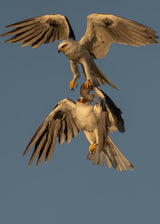 White Tailed Kite - Food Exchange Poster och Canvastavla
