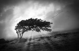 Lone Tree Poster och Canvastavla