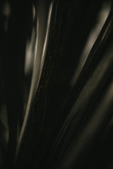 Botanical Series - Palm Leaf Poster och Canvastavla