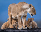Family Poster och Canvastavla