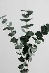 Eucalyptus Natural 01 Poster och Canvastavla