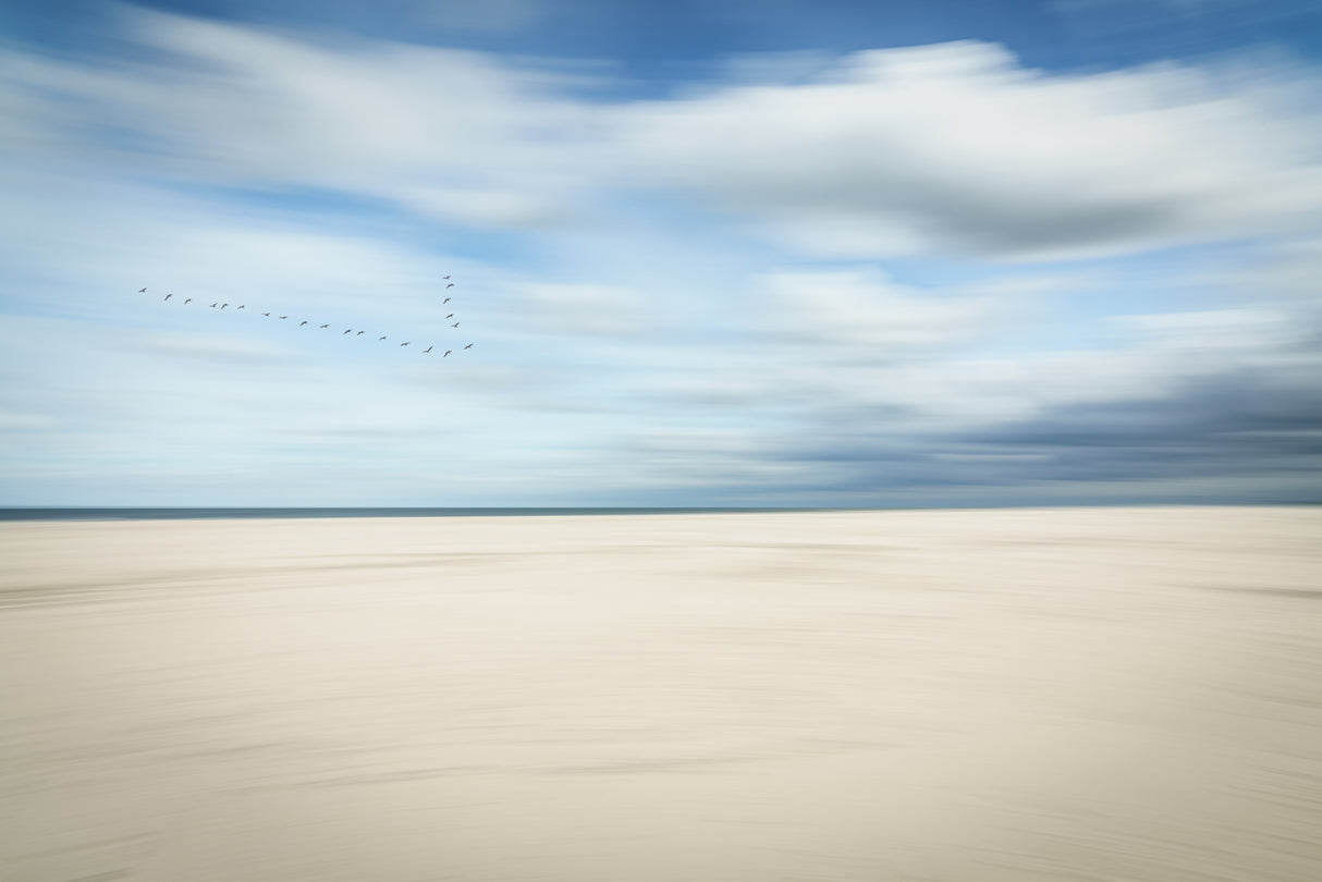 birds at the seaside Poster och Canvastavla