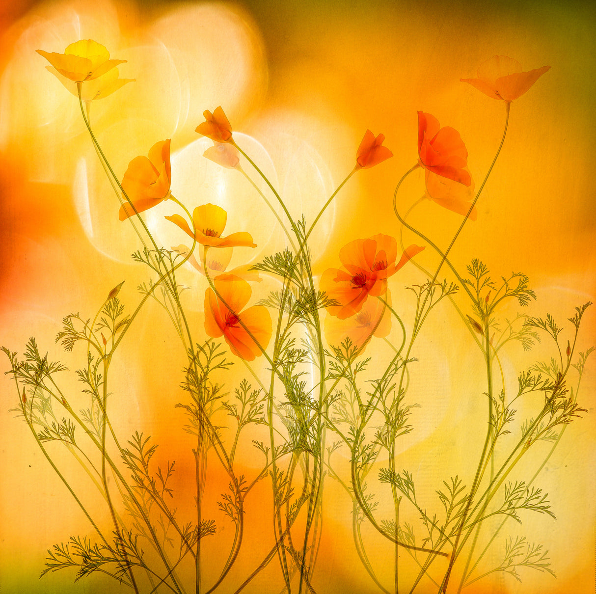 in motion Poster och Canvastavla