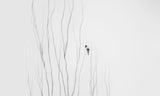 Winter Moment Poster och Canvastavla