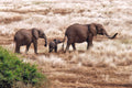 Elephant Family, Tanzania Poster och Canvastavla