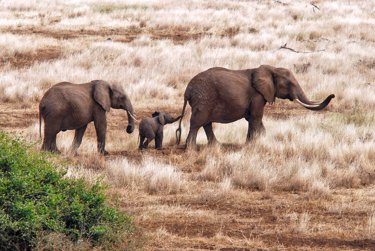Elephant Family, Tanzania Poster och Canvastavla