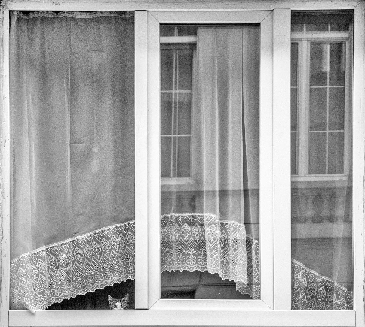 Kitten window Poster och Canvastavla