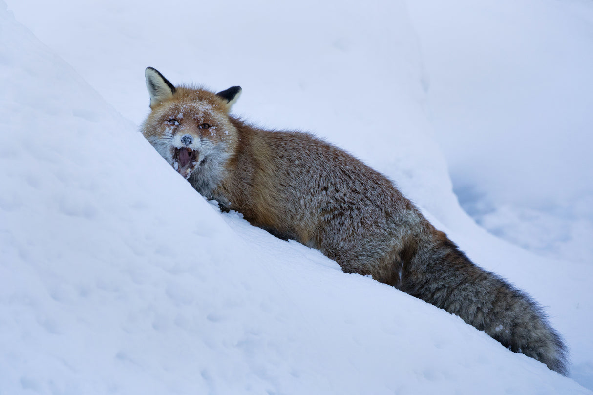 Red fox Poster och Canvastavla
