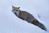 Red fox Poster och Canvastavla