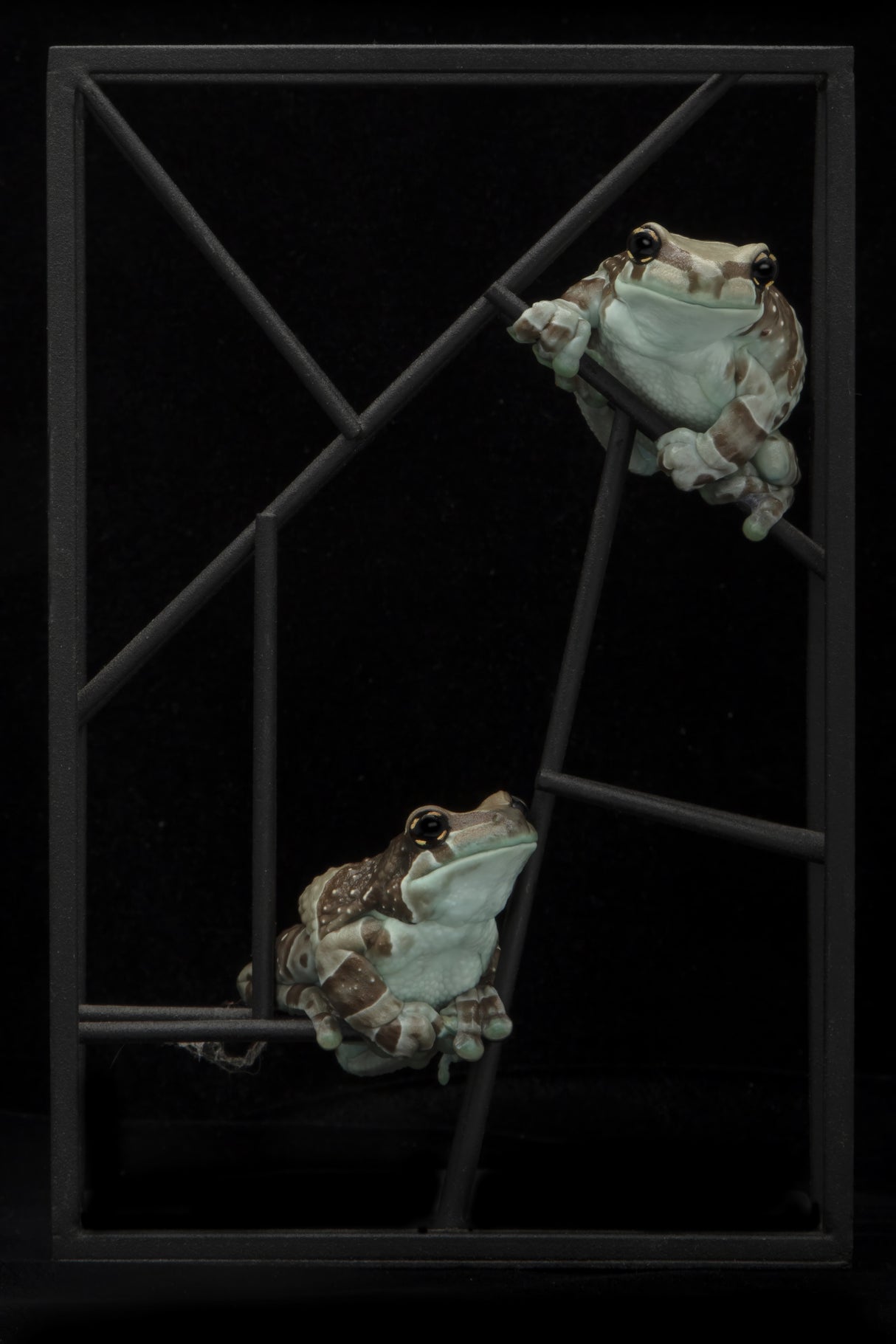 Frog Abstract Poster och Canvastavla