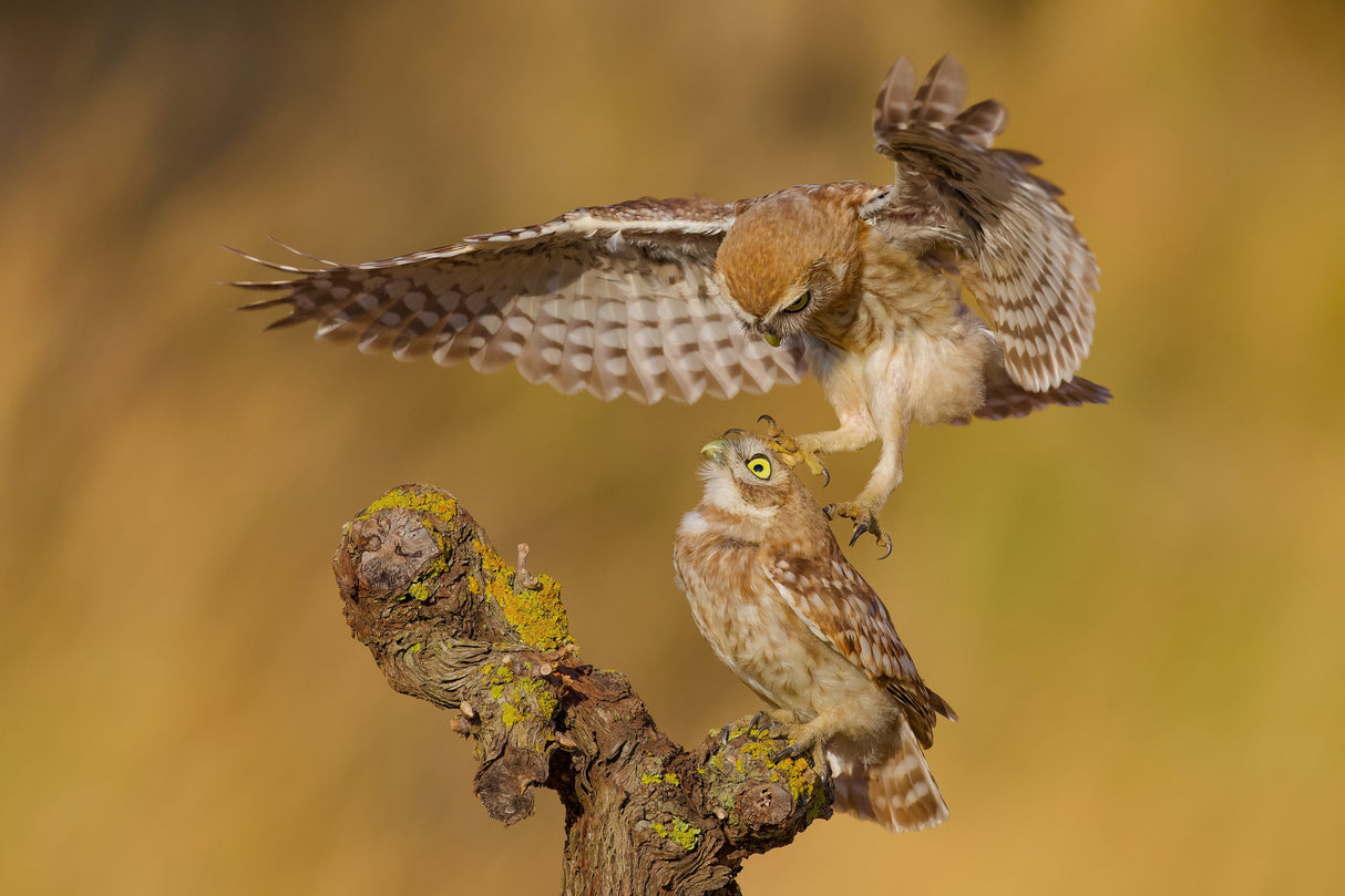 Little owls Poster och Canvastavla