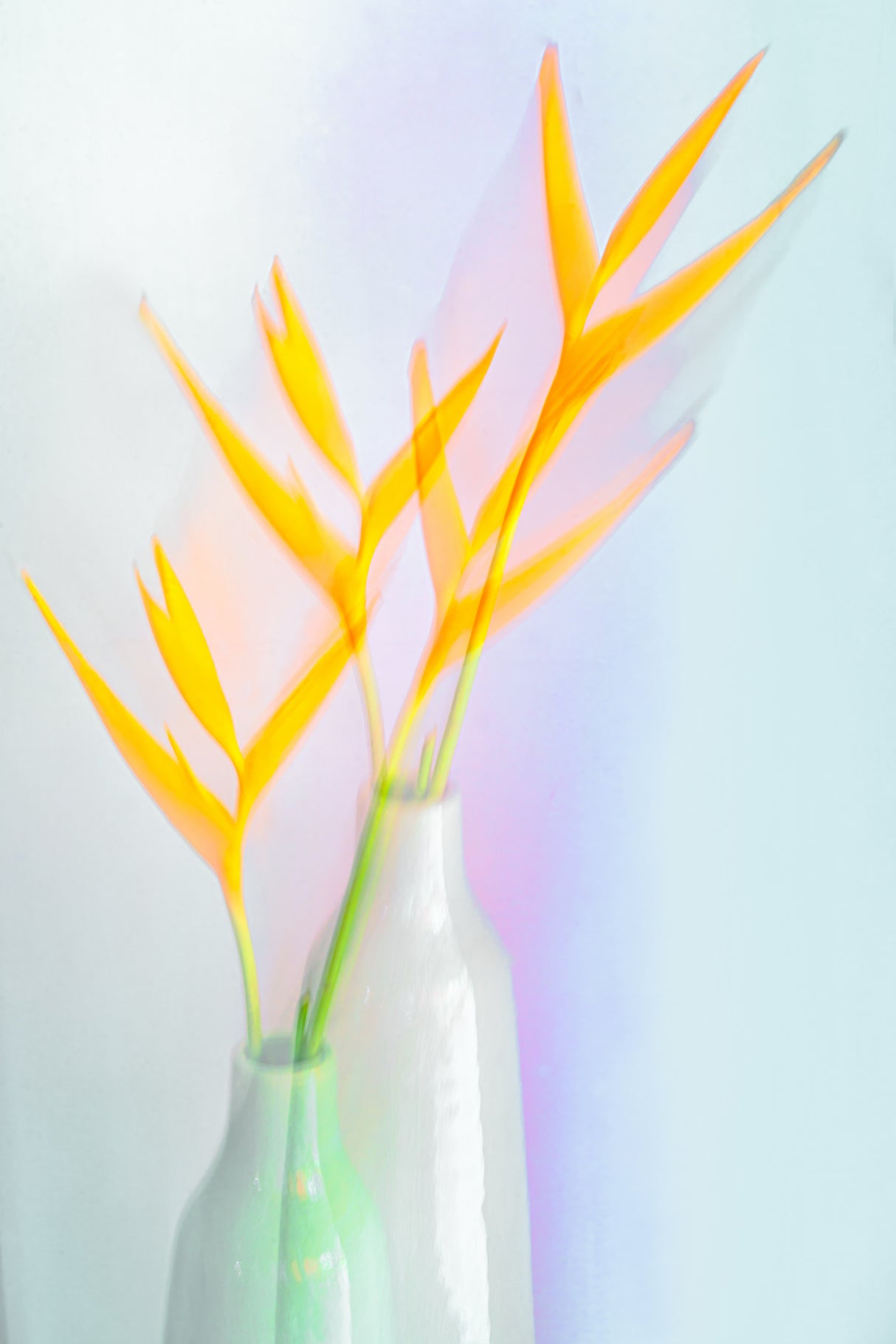 Still life with flower (Heliconia) Poster och Canvastavla