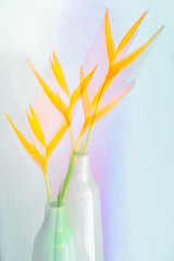 Still life with flower (Heliconia) Poster och Canvastavla