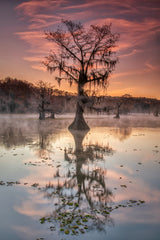 Bayou sunrise Poster och Canvastavla