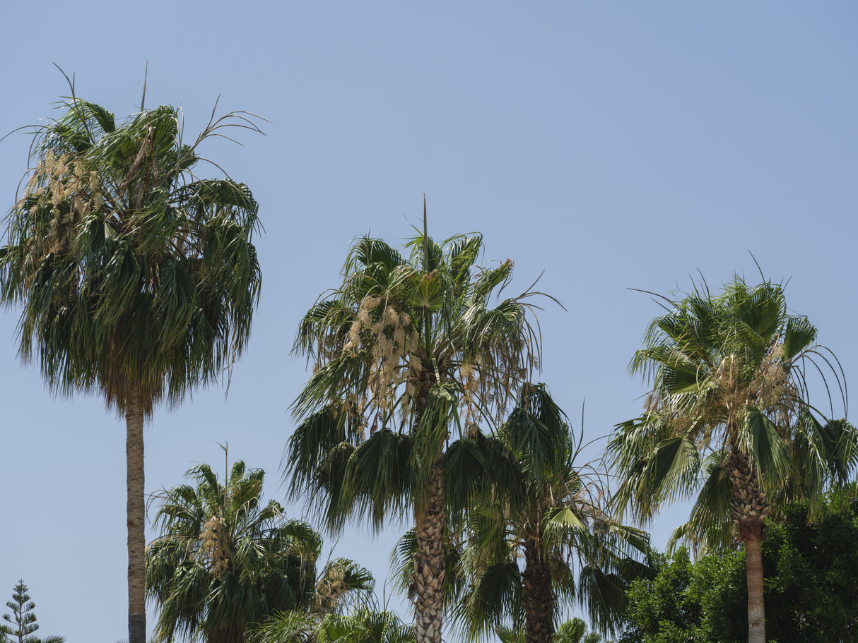 palm trees Poster och Canvastavla