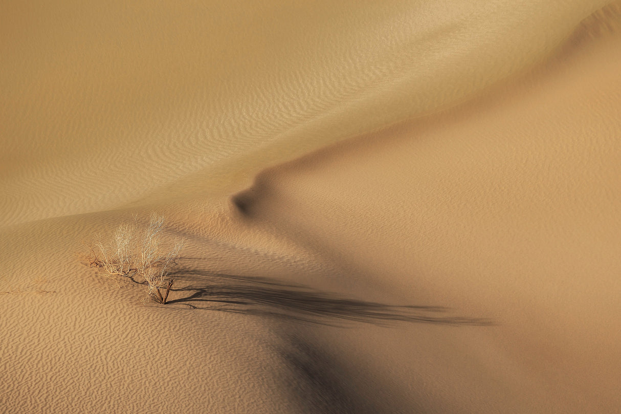 Life in the desert Poster och Canvastavla