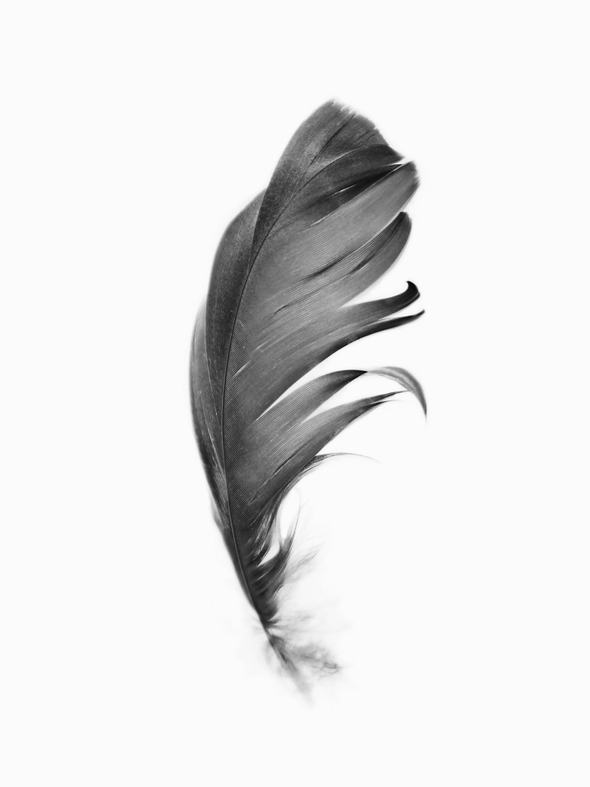 Feather Poster och Canvastavla