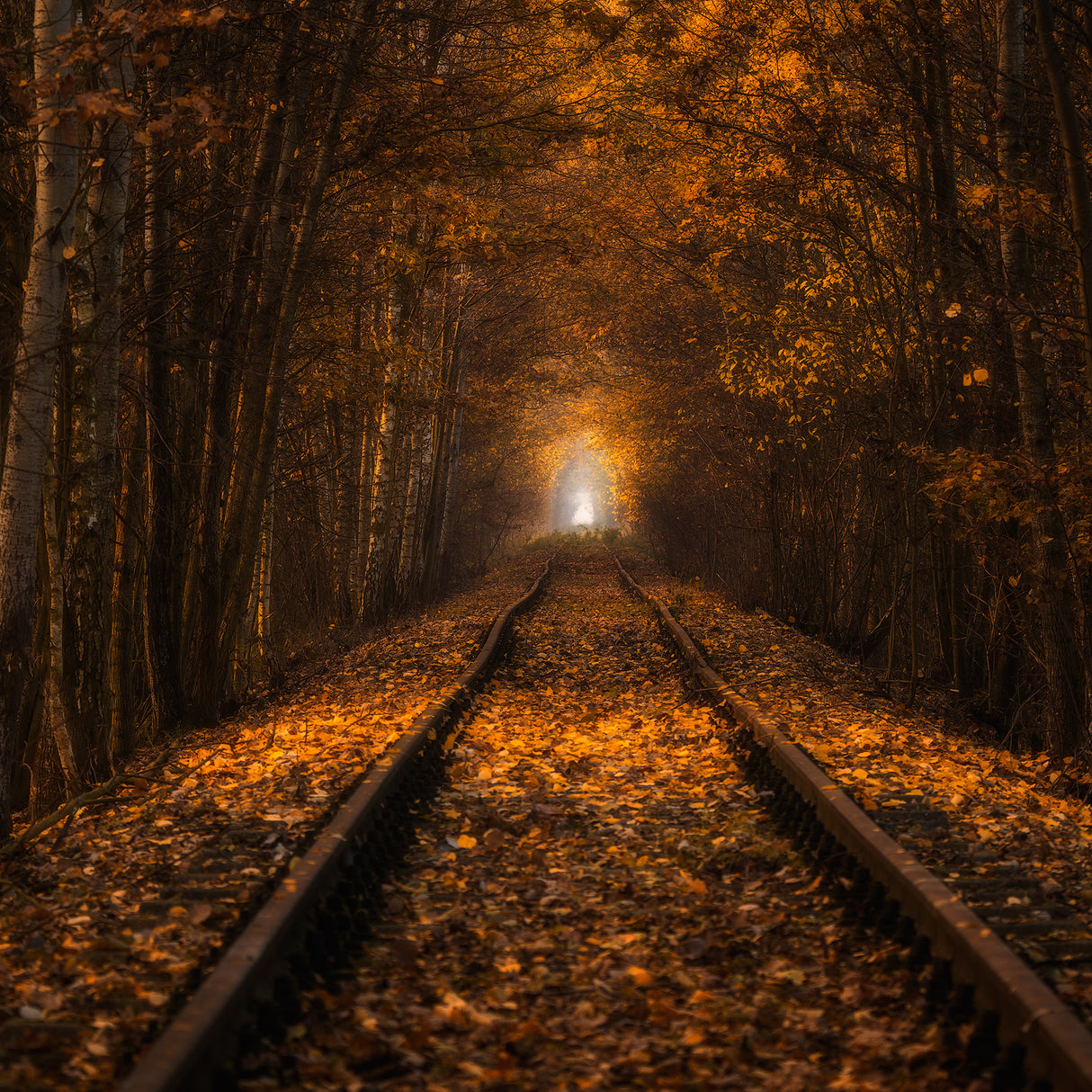 Autumn Tunnel Poster och Canvastavla
