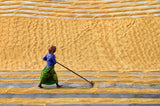 Pattern in Paddy Field Poster och Canvastavla