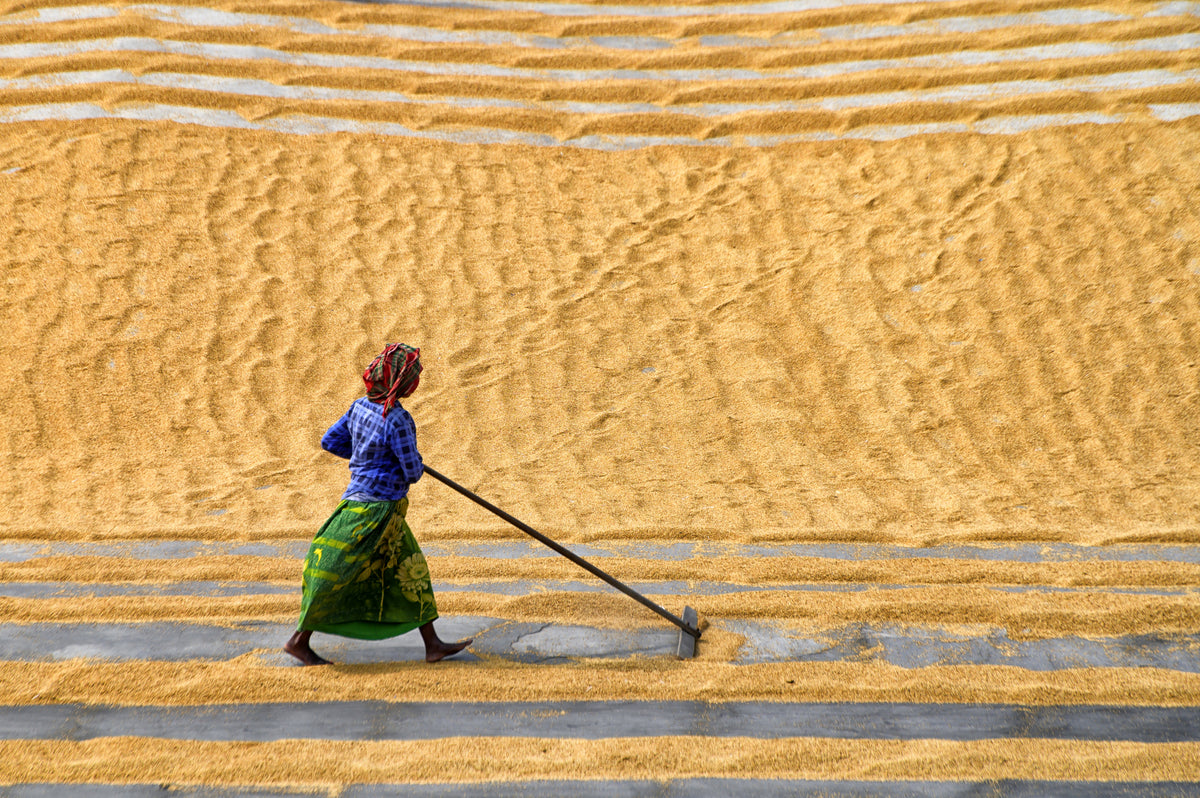 Pattern in Paddy Field Poster och Canvastavla