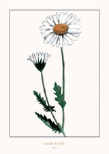 White daisy Poster och Canvastavla