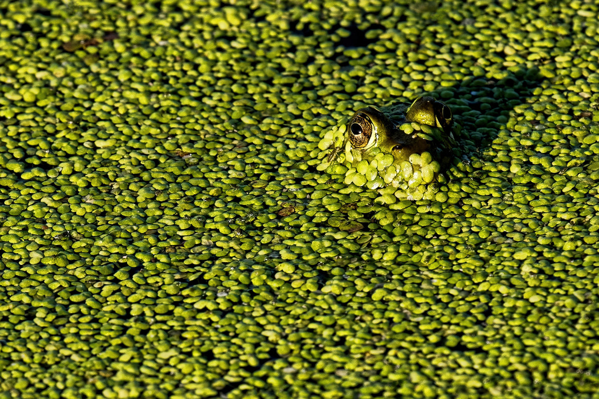 Camouflage Poster och Canvastavla