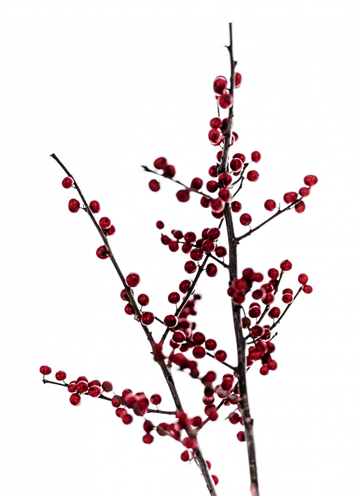 Red Berries 2 Poster och Canvastavla