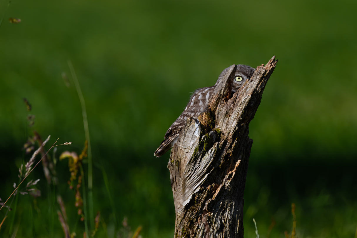 Watching you, watching me... Poster och Canvastavla