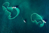 Catch fish in the sea Poster och Canvastavla