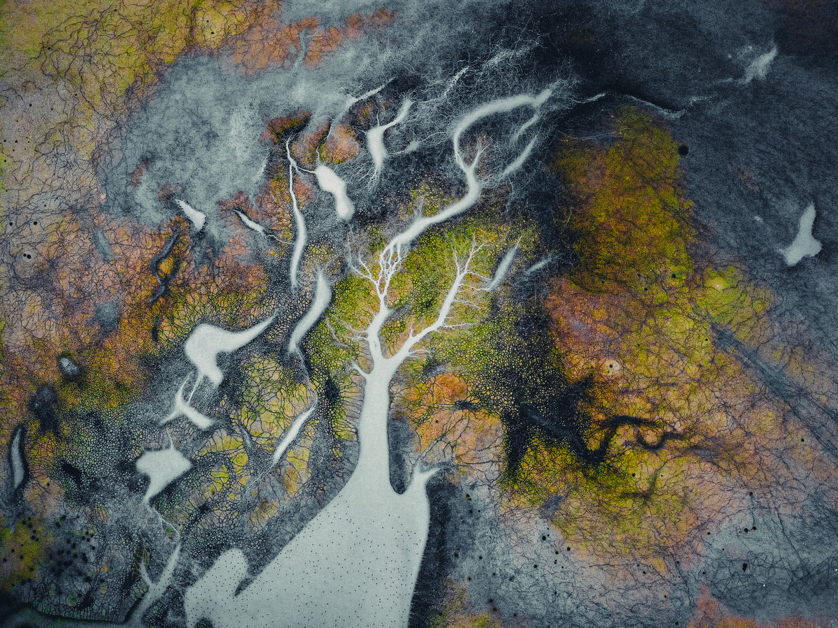 When the artist is nature itself Poster och Canvastavla
