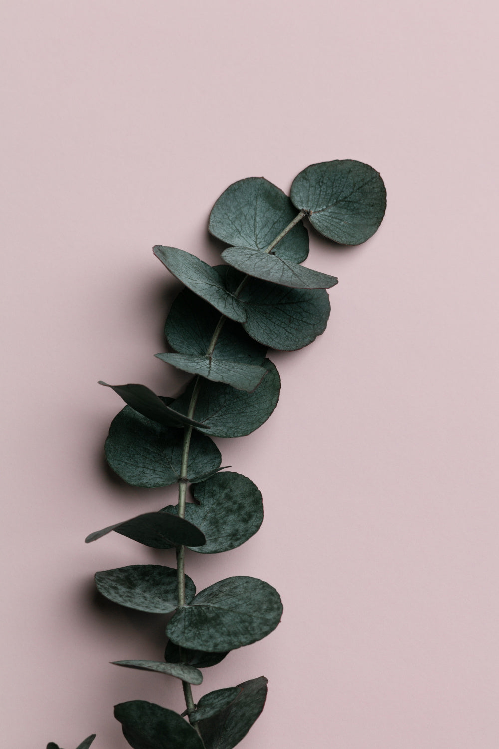 Eucalyptus Pink No 01 Poster och Canvastavla