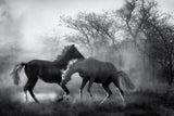 Playing in the dust... Poster och Canvastavla
