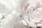 Peony 25 Poster och Canvastavla