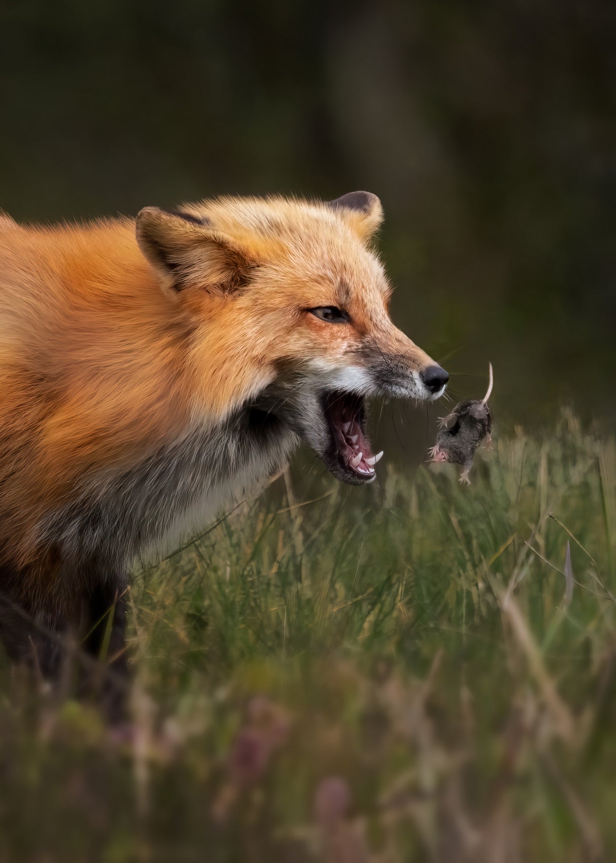 Fox playing with mouse Poster och Canvastavla