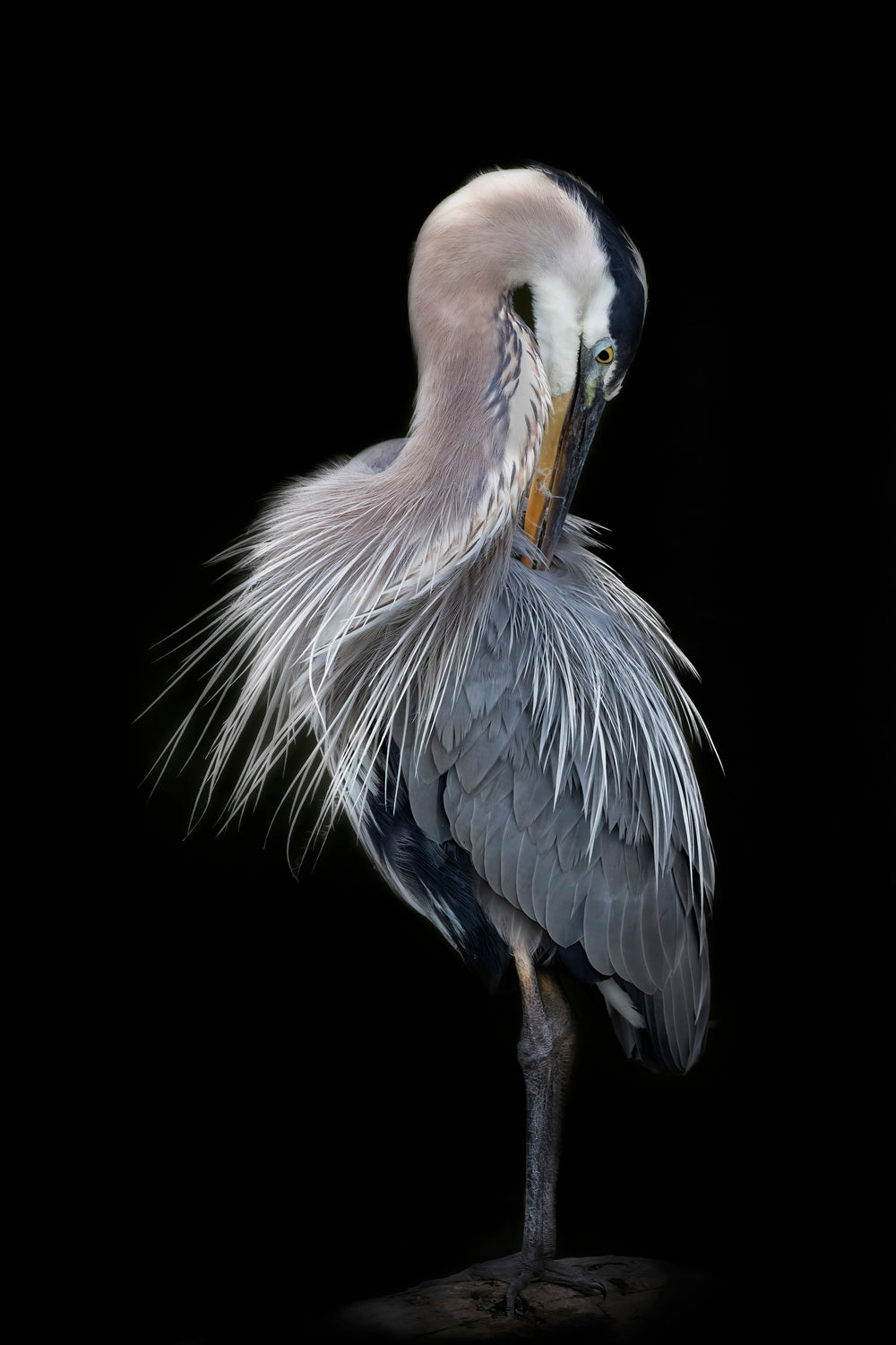 The Elegant Great Blue Heron Poster och Canvastavla
