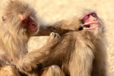 Your food is mine. Poster och Canvastavla