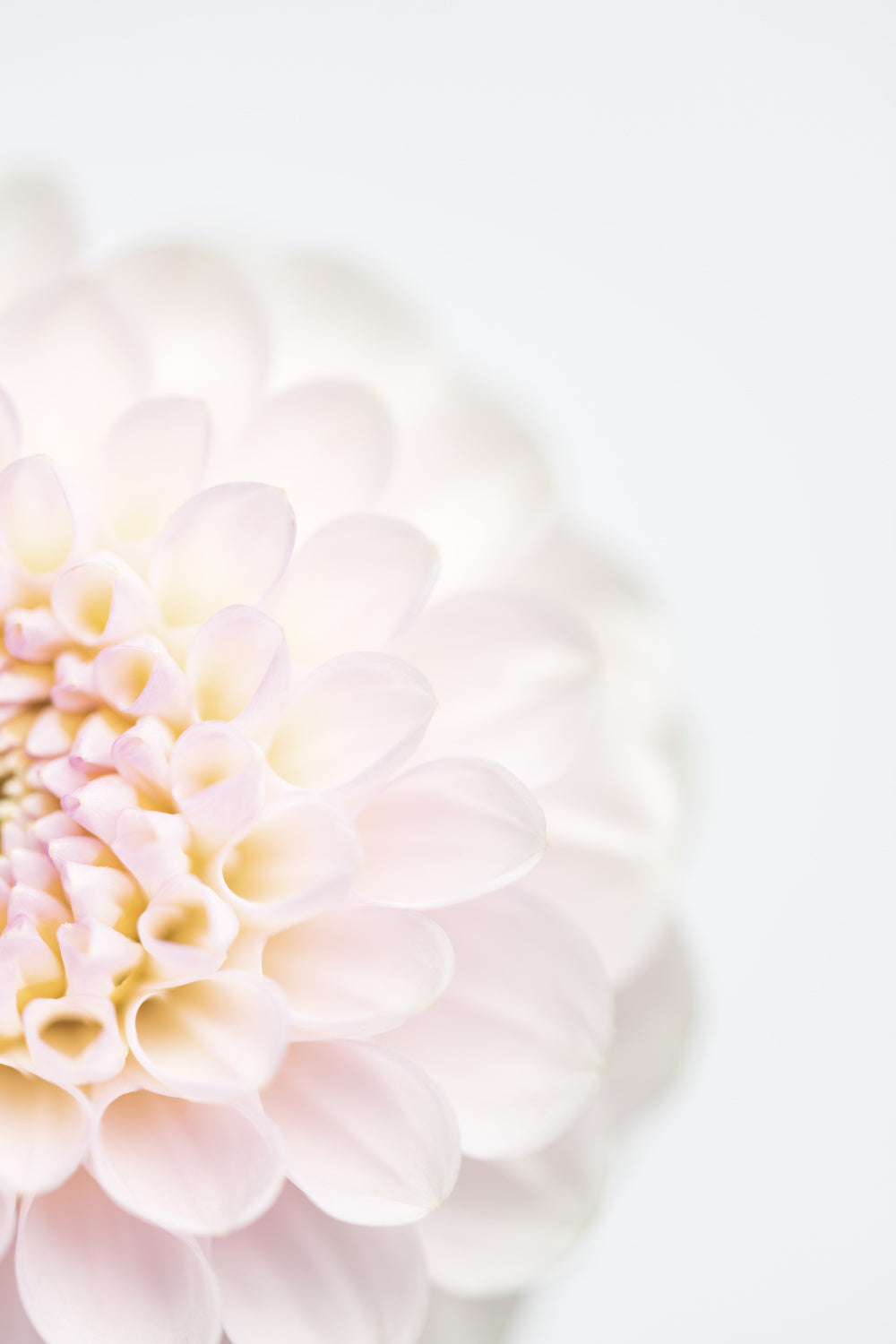 Pink Flower No2 Poster och Canvastavla