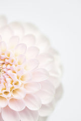 Pink Flower No2 Poster och Canvastavla