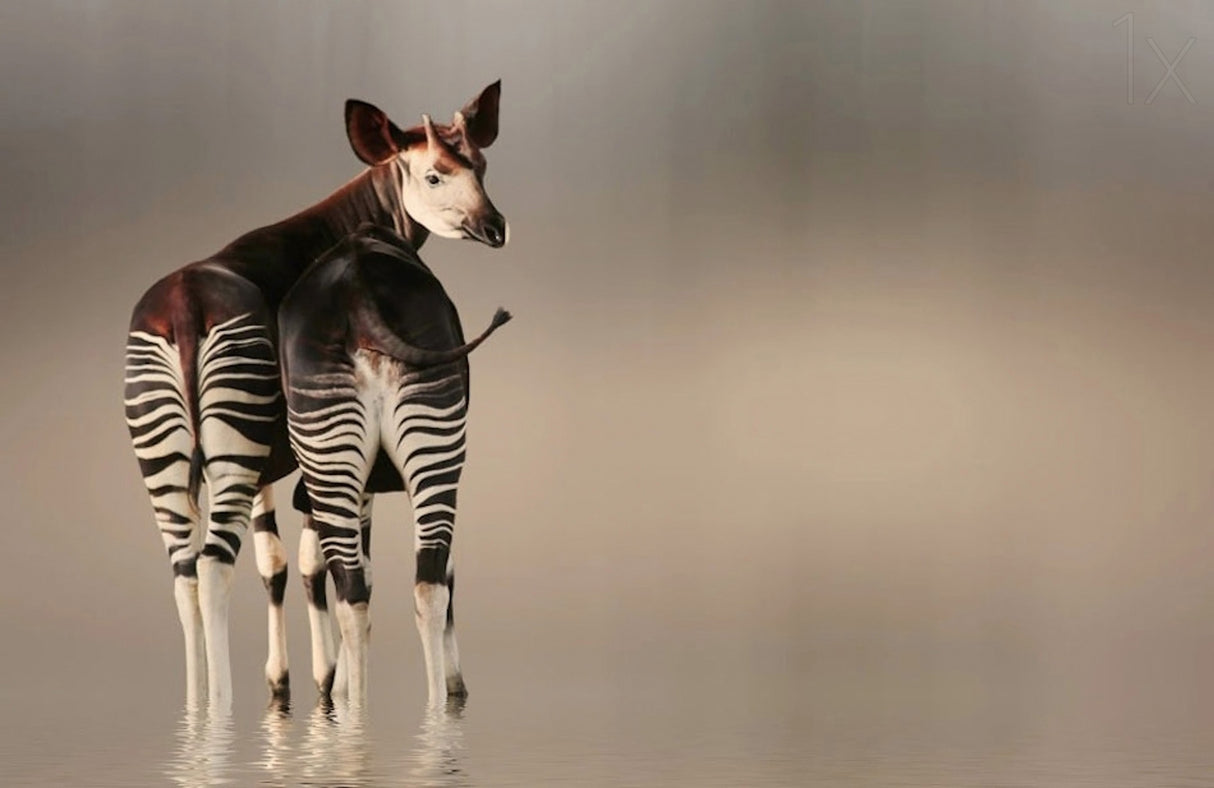 do you like my stripped panties ... ?? Poster och Canvastavla