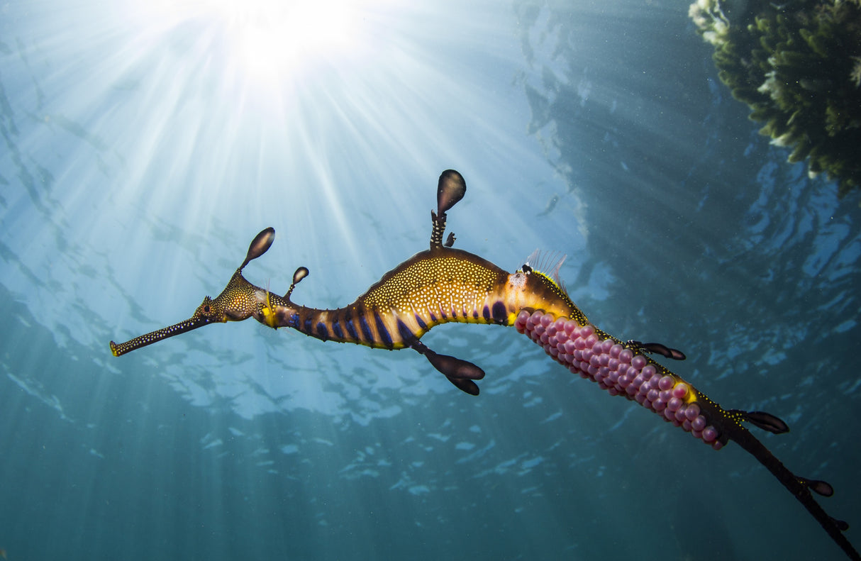 Weedy Seadragon Profile Poster och Canvastavla