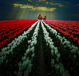 Tulip Garden Poster och Canvastavla