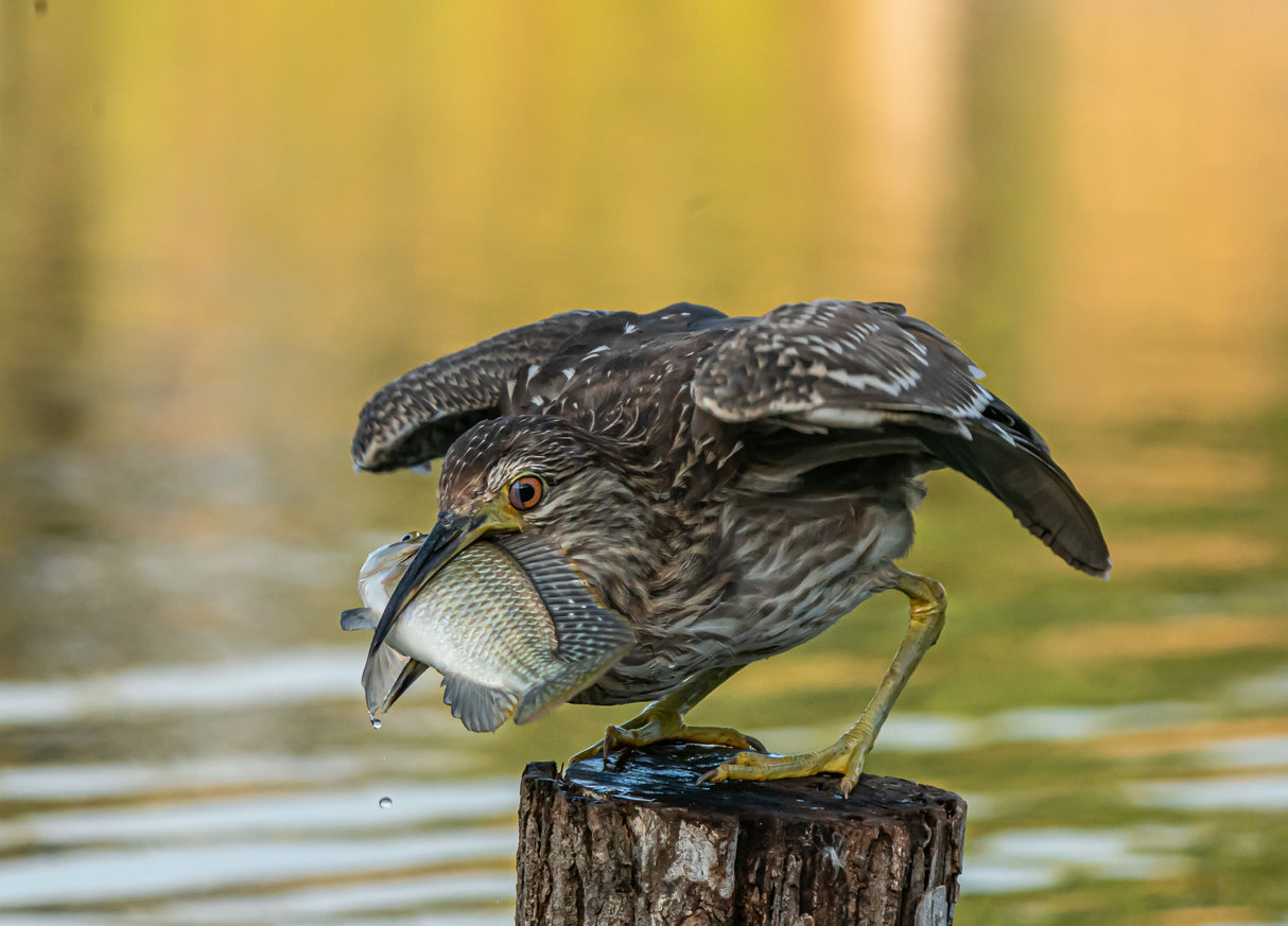Big catch Poster och Canvastavla