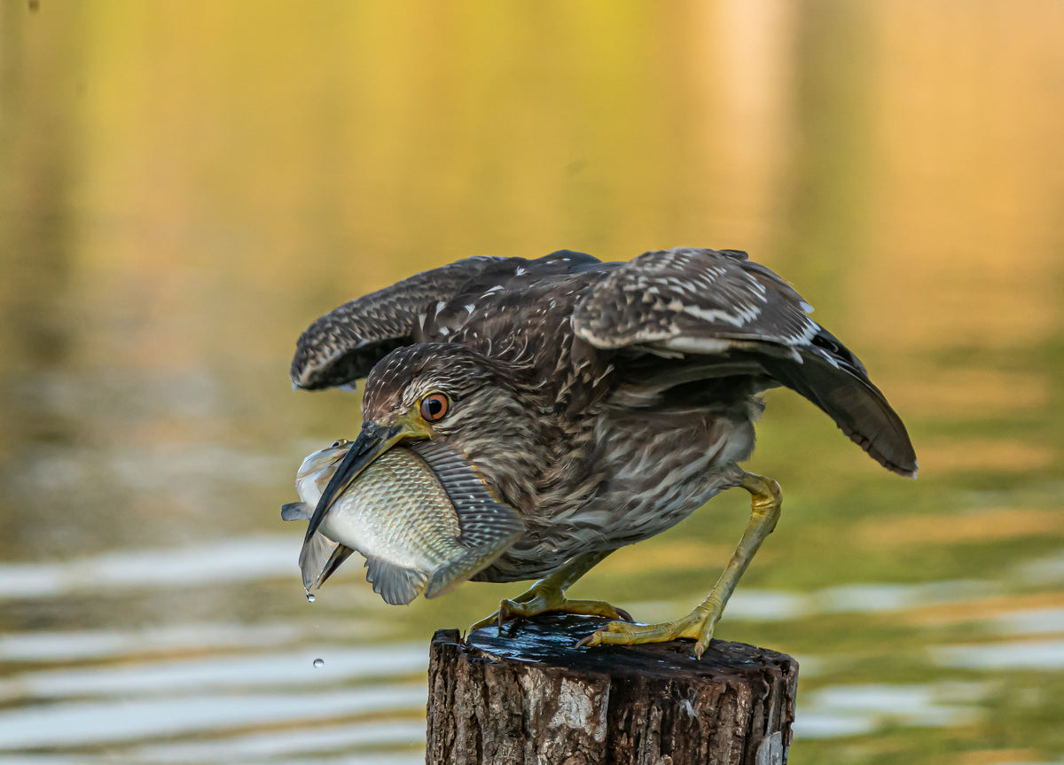 Big catch Poster och Canvastavla